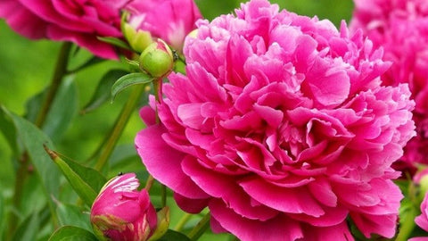 Peony Tips for Warm Region Gardeners – Easy To Grow Bulbs