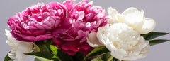 How To Plant, Grow And Care For Peonies In Your Garden - Easy To Grow ...