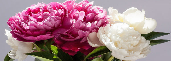 How to Plant, Grow and Care for Peonies in Your Garden - Easy to Grow ...