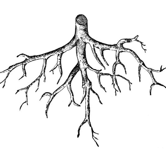 a plant's root system shows its health and vitality