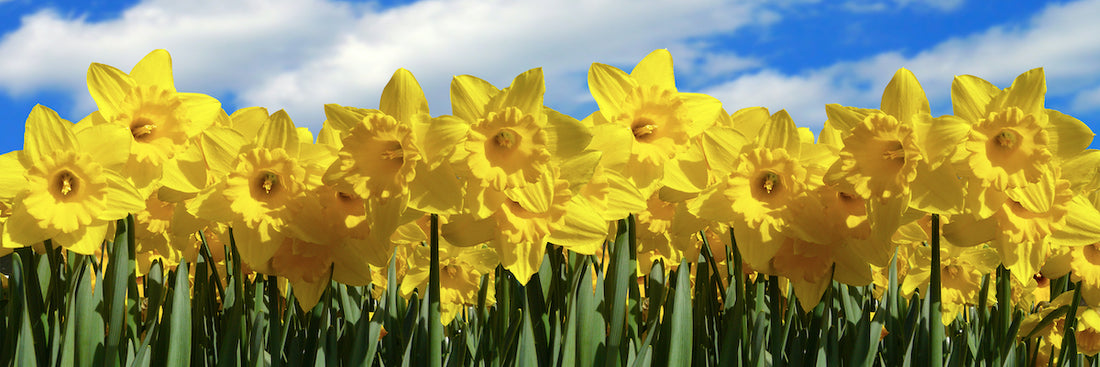 Narcissus Daffodil Quail