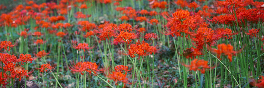 Lycoris Add Surprise, Magic & Resurrection to Your Garden!