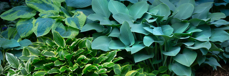 There's A Hosta For Everyone! – Easy To Grow Bulbs
