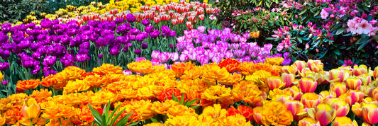 Colorful Field Full Of Flowers