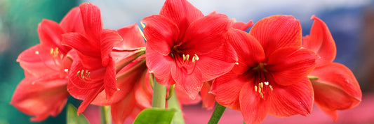 Amaryllis Insider Secrets