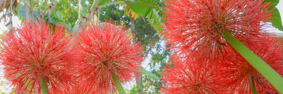 Dr. Seuss Garden Plants