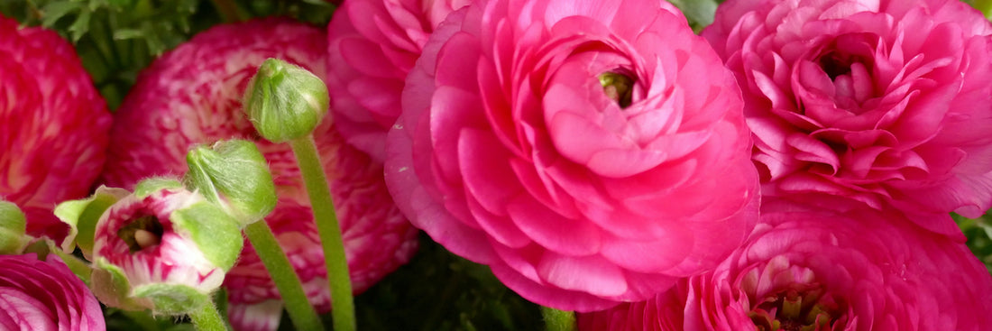 Growing a Cutting Garden—with Ranunculus!