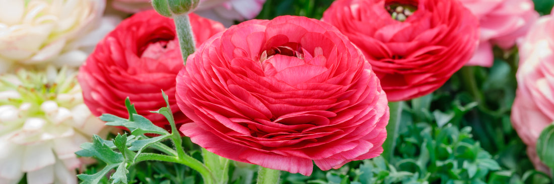 Pink Ranunculus Bulb Blooming