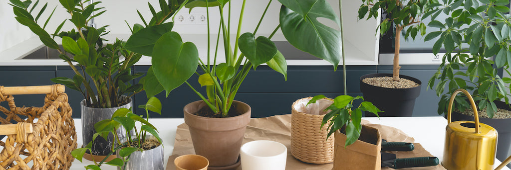 10 Creative Ways to Show Off Your Indoor Plants – Easy To Grow Bulbs