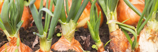 How To Use All Of Those Homegrown Onions