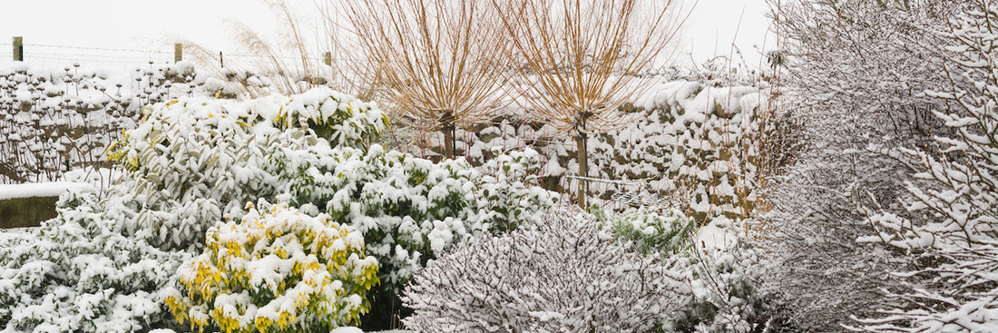 What To Do In The Garden In February