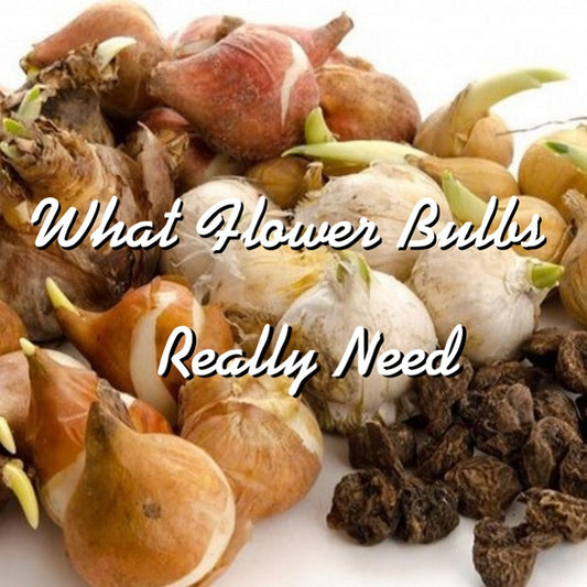 A Flower Bulb's Greatest Need? To Bloom!