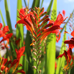 Buy Crocosmia Bulbs – Easy To Grow Bulbs