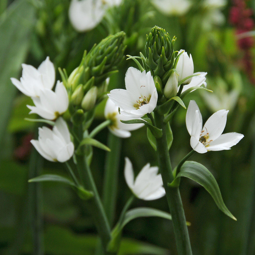 Ornithogalum – Easy To Grow Bulbs