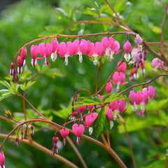 Gorgeous Bleeding Heart Plants For Sale Online | Dicentra – Easy To ...