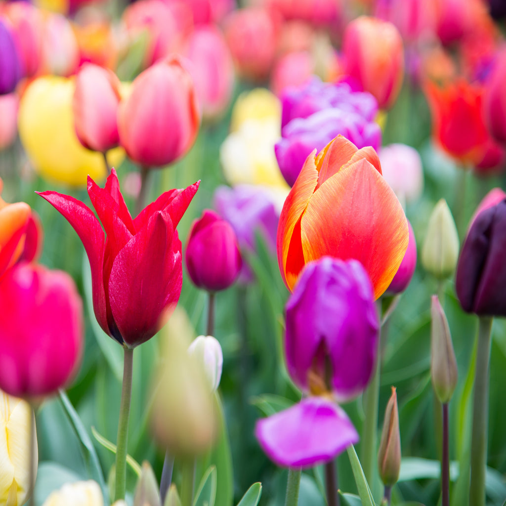 Buy Tulip Bulbs for Sale Online – Easy To Grow Bulbs