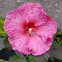 Hibiscus – Easy To Grow Bulbs