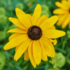 Cheerful Starter Plant For Sale | Rudbeckia (Black Eyed Susan) – Easy ...