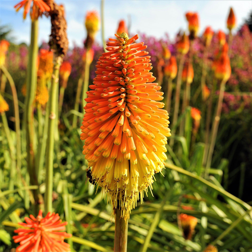 Kniphofia Bulbs for Sale – Easy To Grow Bulbs