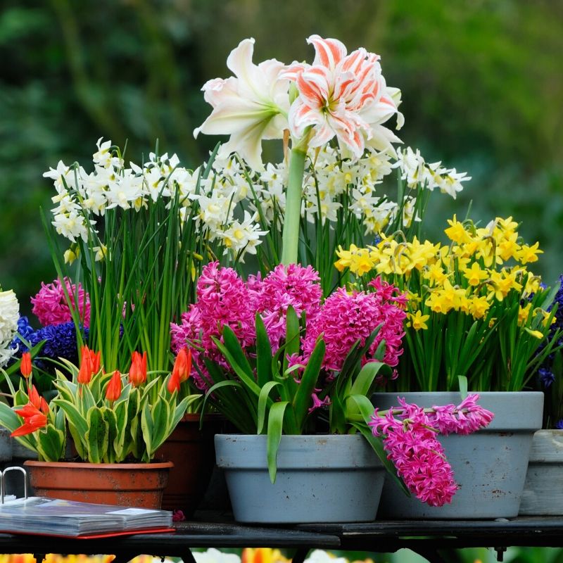 Early Bloomers – Easy To Grow Bulbs