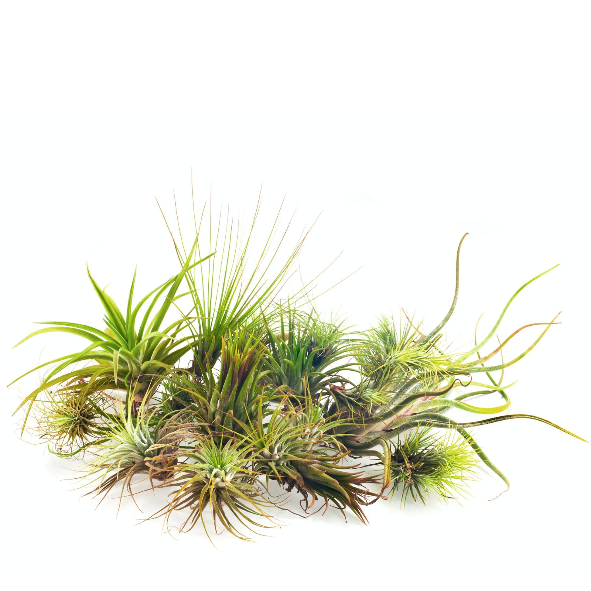 mix of several different air plant tillandsia varieties