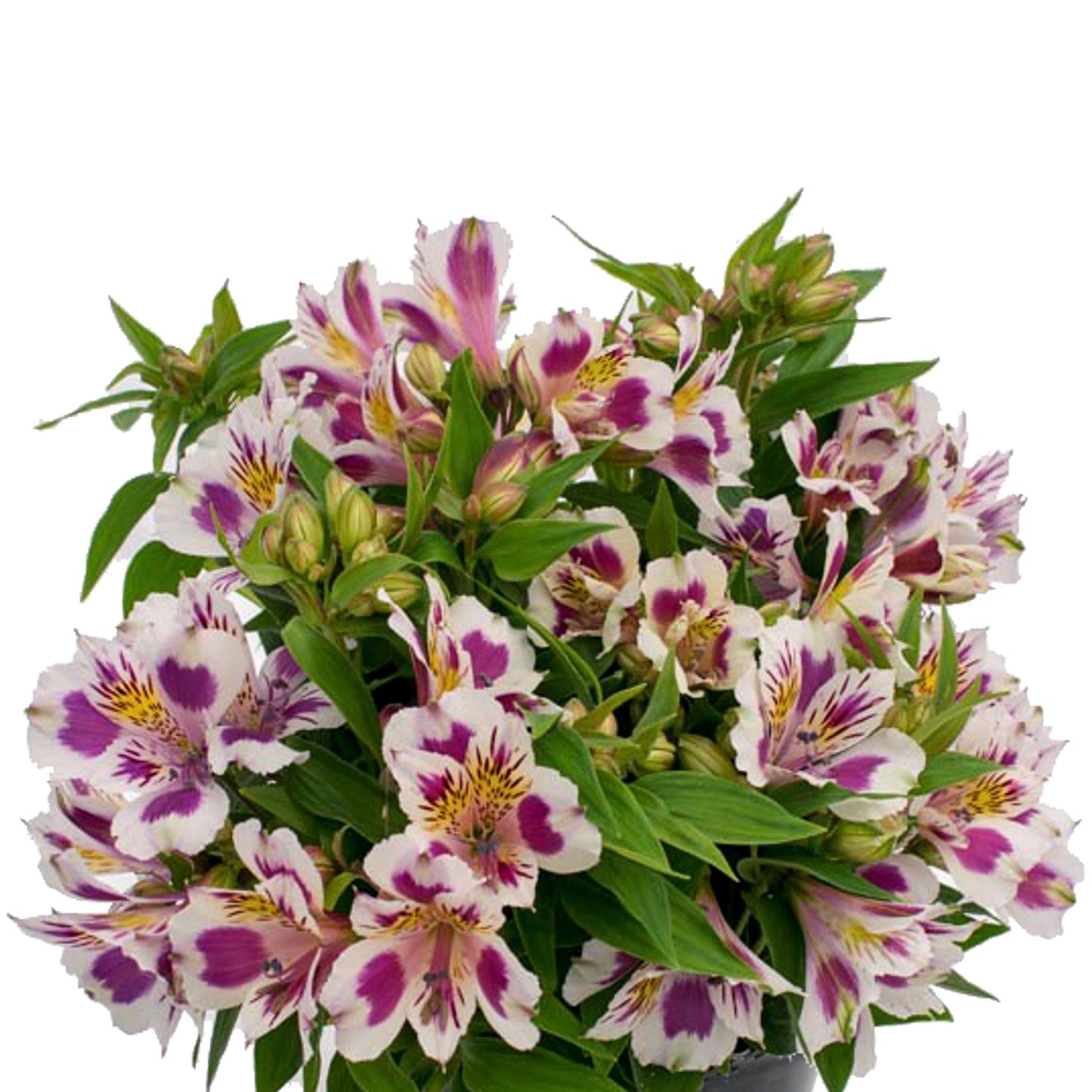 Alstroemeria - Inca Magic 3 Pack