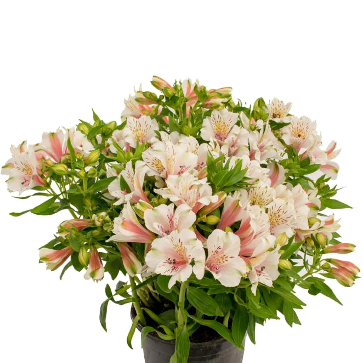 Pink, white and yellow blooms of Alstroemeria Tirol