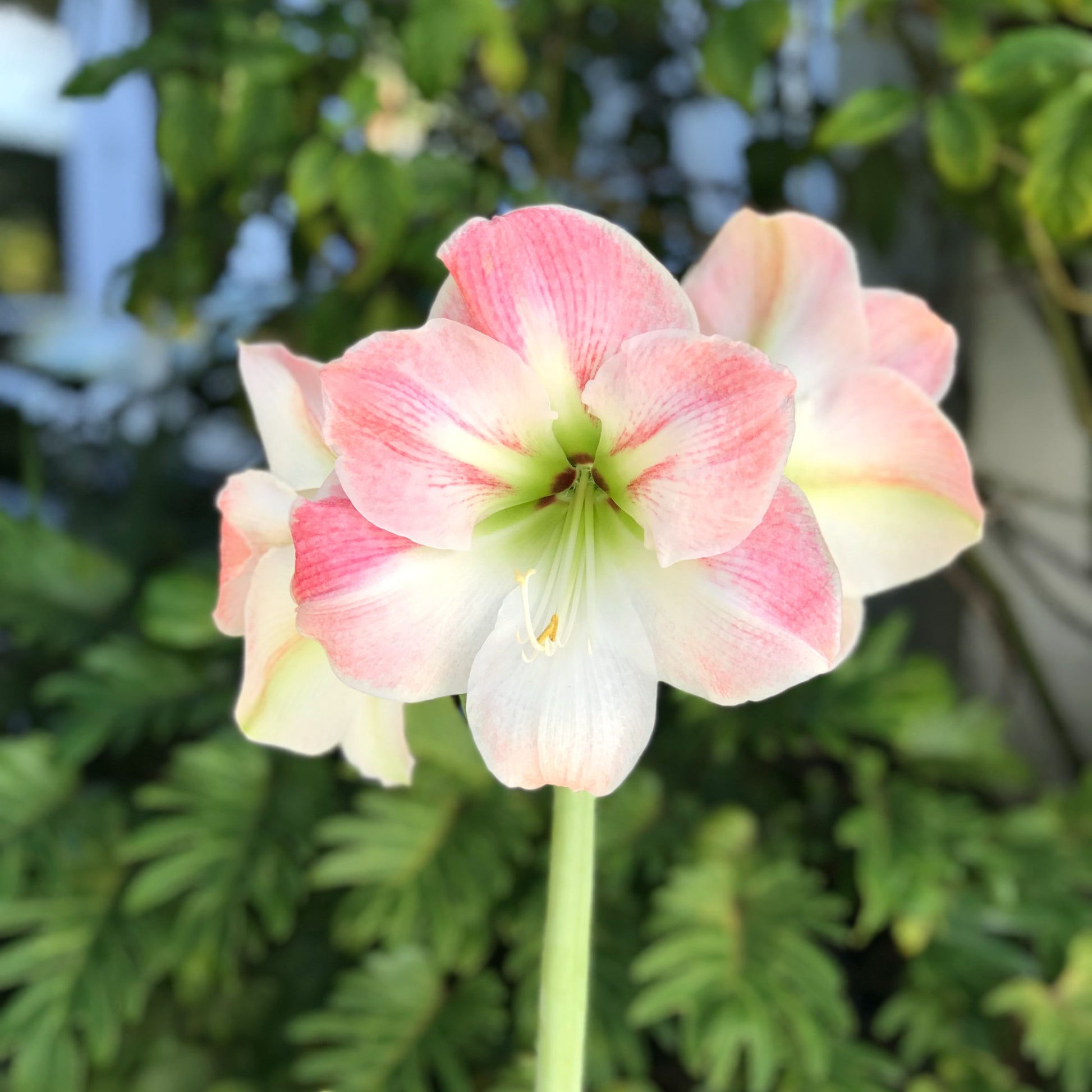 white and light pink blooms of Apple Blossom