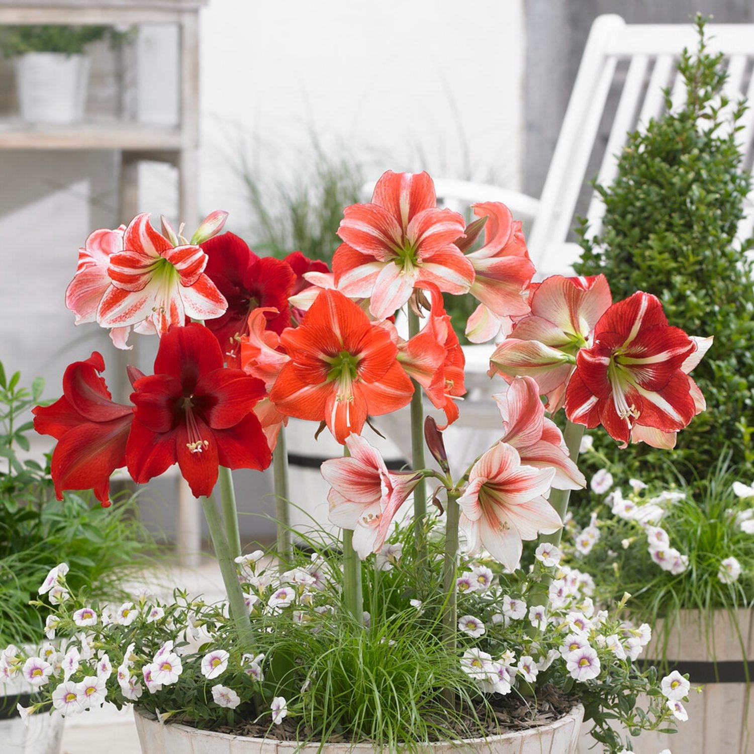 mix of hippeastrum amaryllis blooms