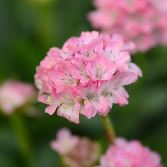 bright baby pink globe blooms of Armeria Daydream