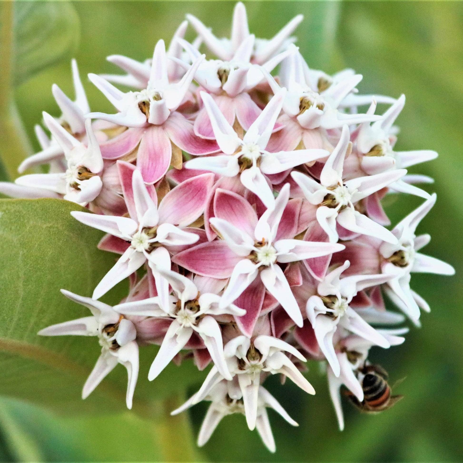 close up of asclepia pink and purple flowers