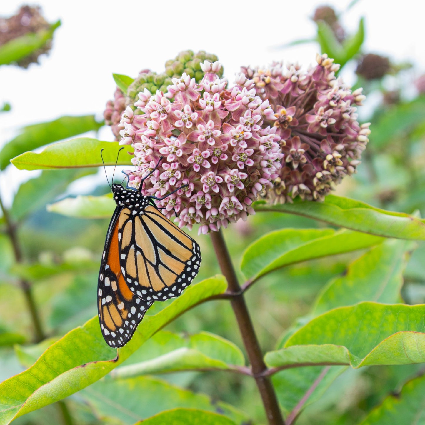 monarch butterfly feeding on milkweed