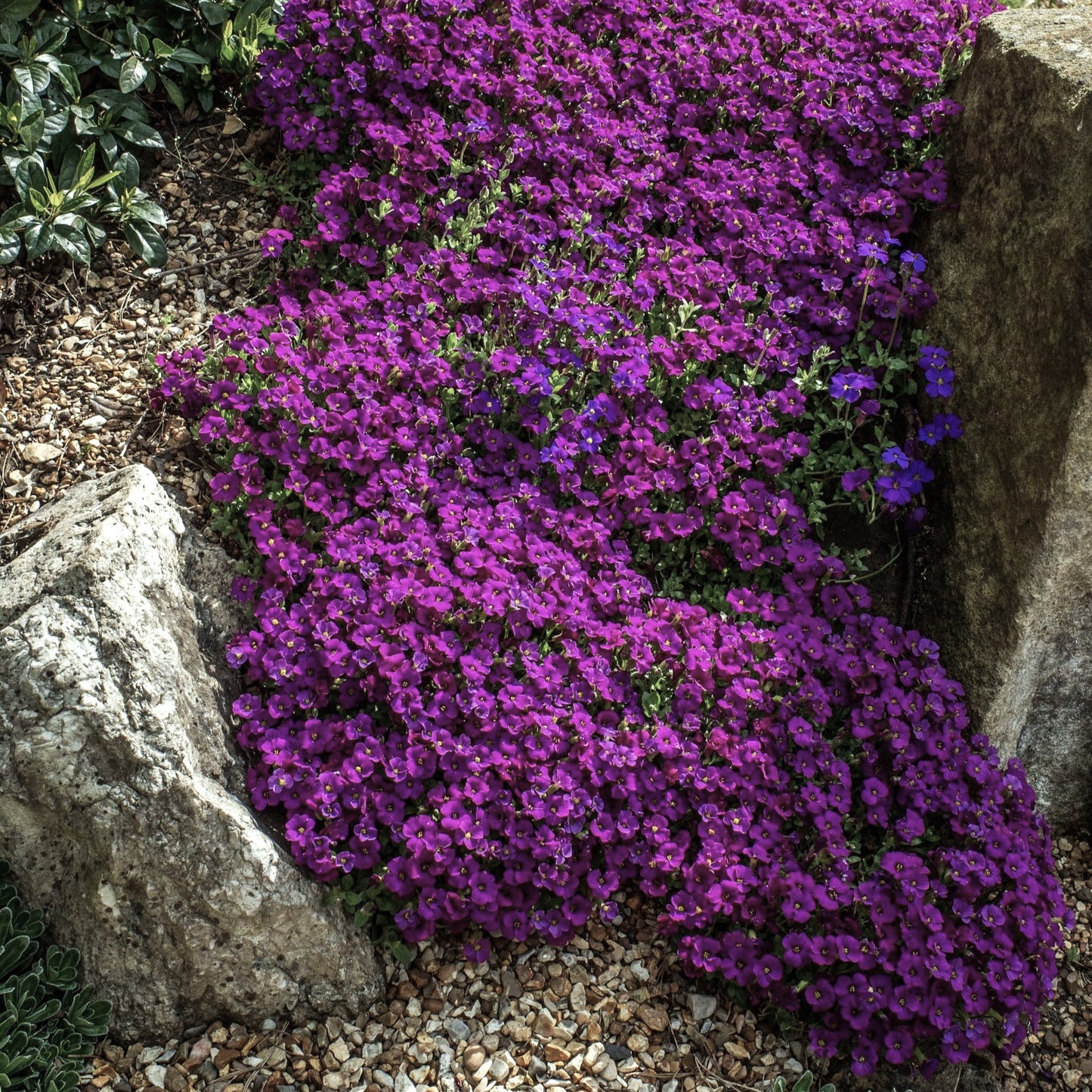 Aubrieta dark purple flowers in rock garden