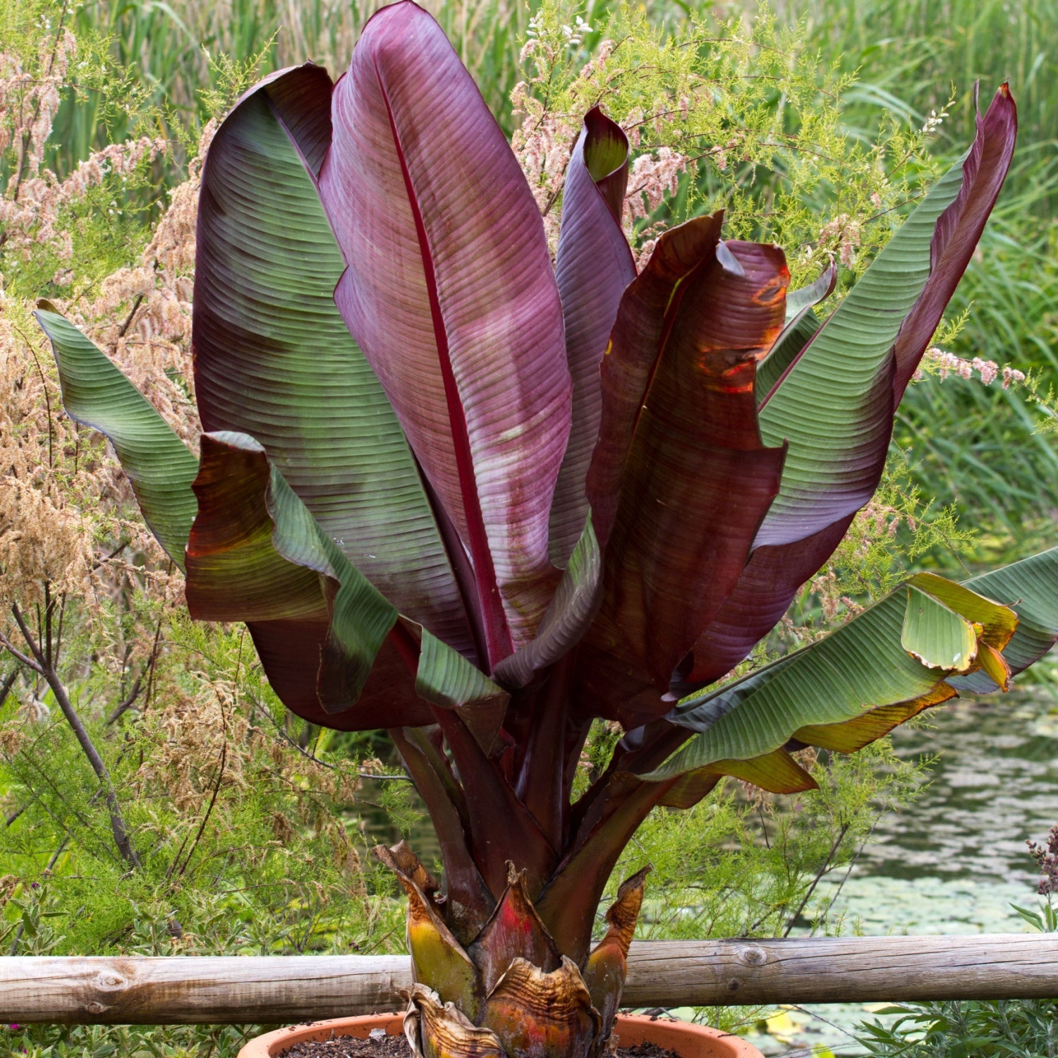 Banana Red Abyssinian plant in a pot