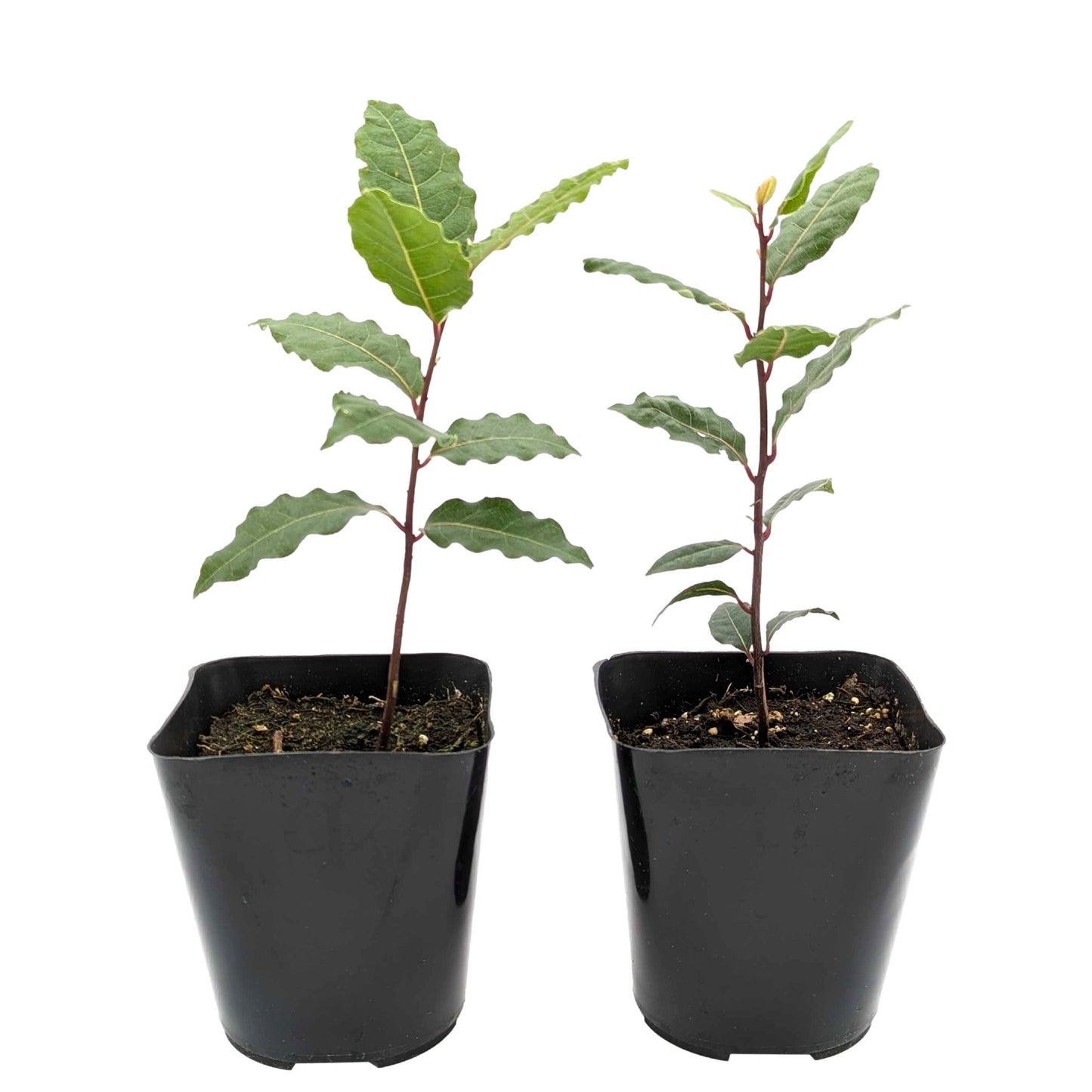 bay laurel potted plants shipped as shown