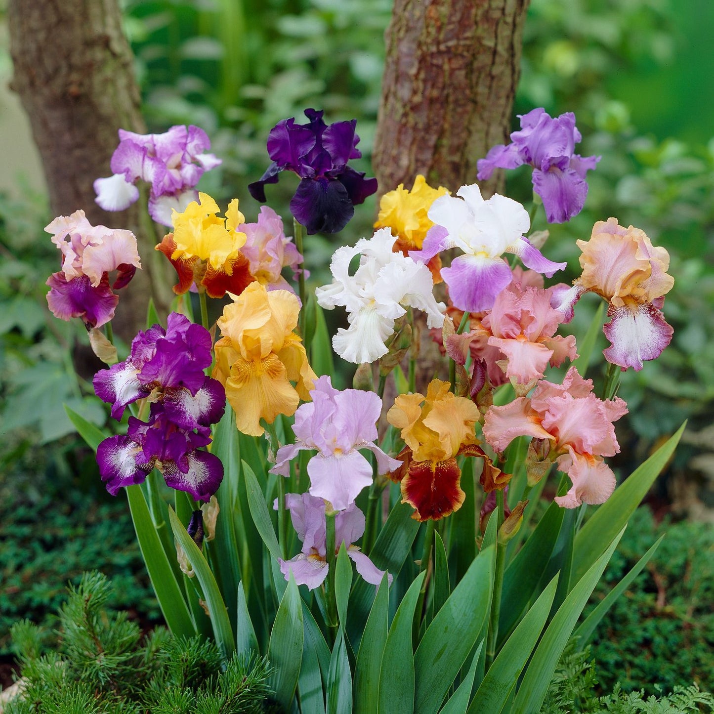 colorful blooms of mixed bearded iris