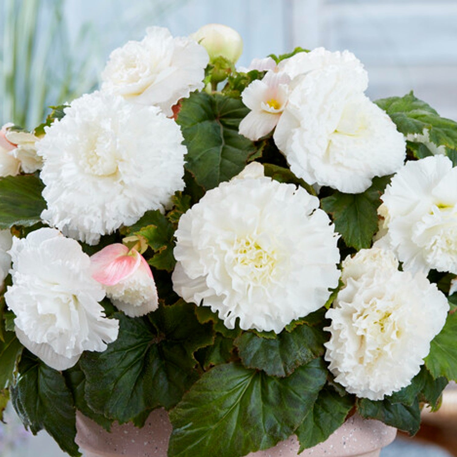 Ruffled White Begonia blooms