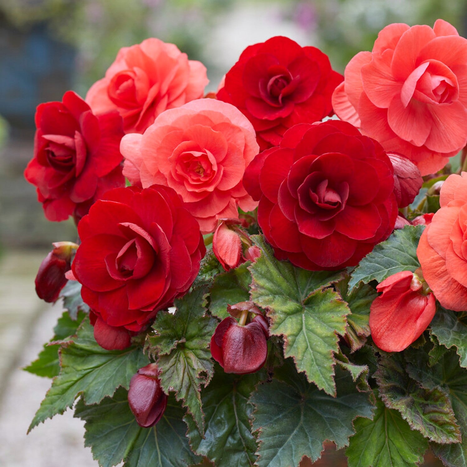 Scarlet Mix - pink and red roseform begonia blooms