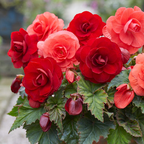 Begonia Bulbs for Sale – Easy To Grow Bulbs