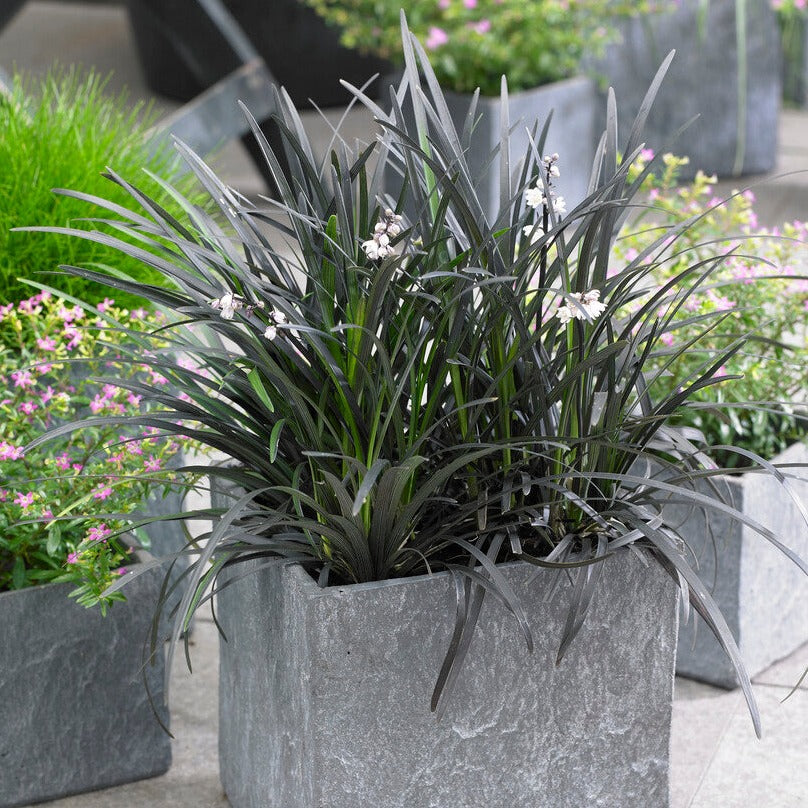 Ophiopogon - Black Mondo Grass 4 Pack