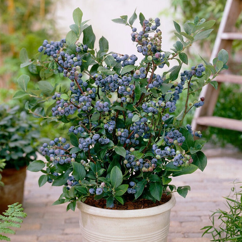 Blueberry Elliot Bush