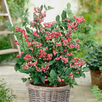 Pink Lemonade Blueberry Bush