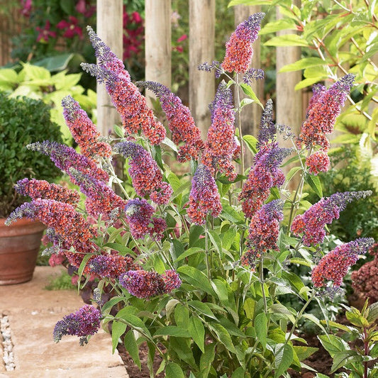 Buddleia - Butterfly Bush Bicolor 2 Pack