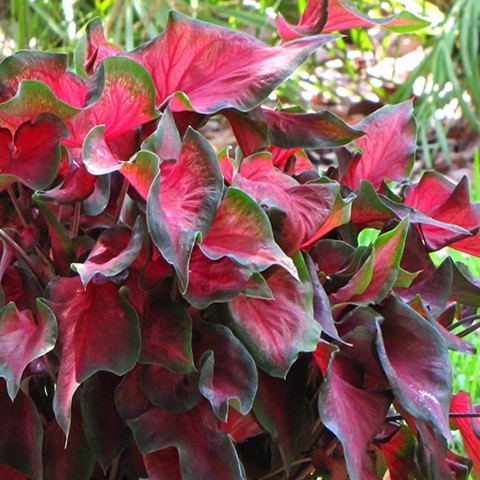 Caladium - Red Ruffles