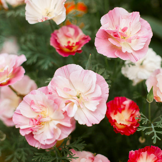 California Pink Poppy flower mix blooms