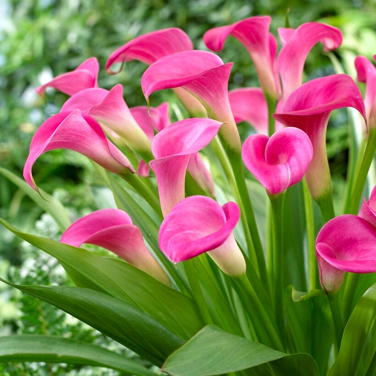 Garnet Glow - pink flowers on green stems