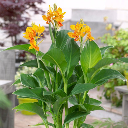 Yellow Orange Spotted Canna Tenerife