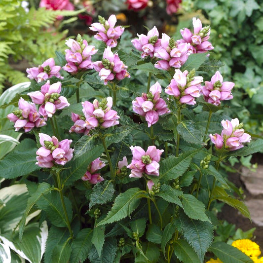 Chelone features lavender pink flowers atop green serrated leaves