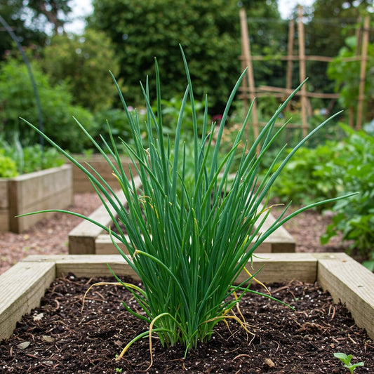 Chives plant growing in a raised garden bed