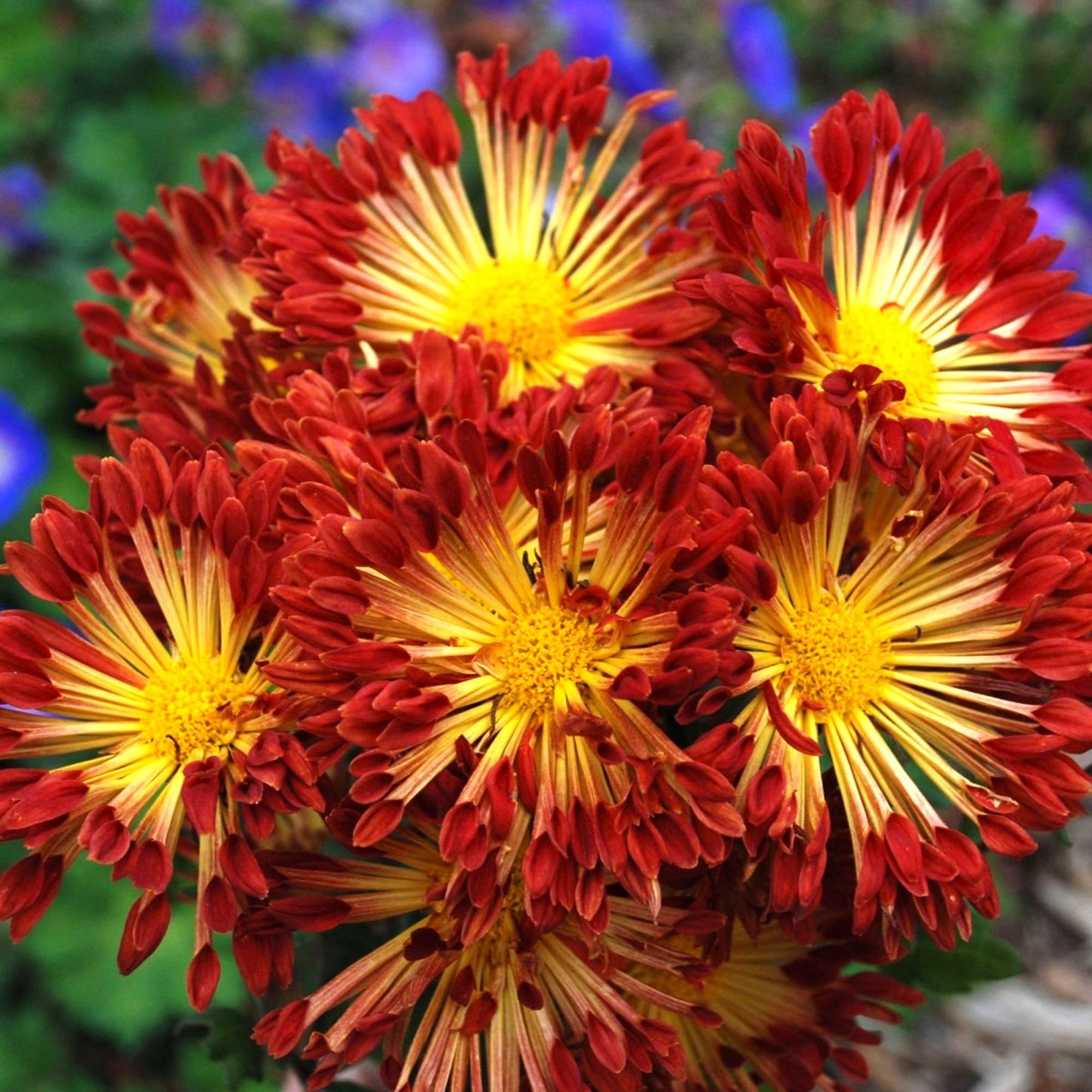 Chrysanthemum Matchsticks features skinny yellow petals ending in a red cup